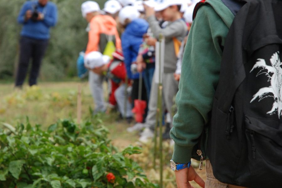 Un orto nella rete: il progetto di agricoltura sociale di Snam