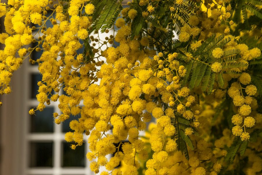 8 marzo, mimose nelle RSA