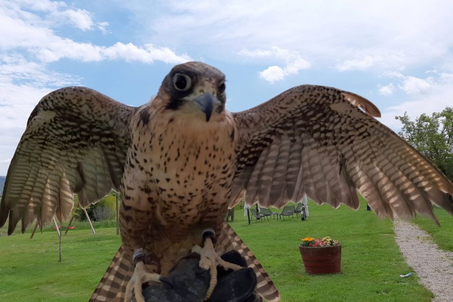 VIVA vola alta: presentazione delle attività e apericena con spettacolo di falconeria